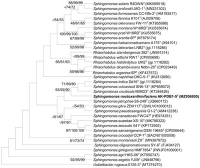 A nostoxanthin-producing bacterium, Sphingomonas nostoxanthinifaciens sp. nov., alleviates the salt stress of Arabidopsis seedlings by scavenging of reactive oxygen species